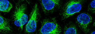 Réactifs à base de nanocorps ChromoTek