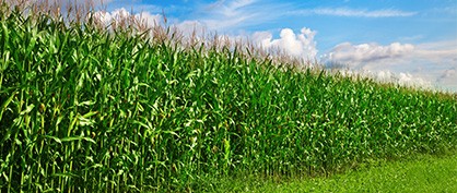 Un avenir plus radieux pour l'agriculture et les énergies renouvelables