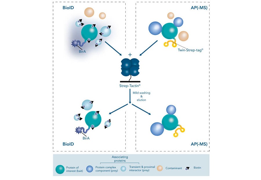 17399_bio_id Try our new high affinity Strep-tag® system