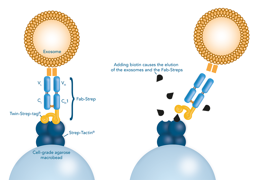 Fab-Strep_Exosome Backbone Modifications