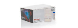 Nucleic Acid Labeling and Detection